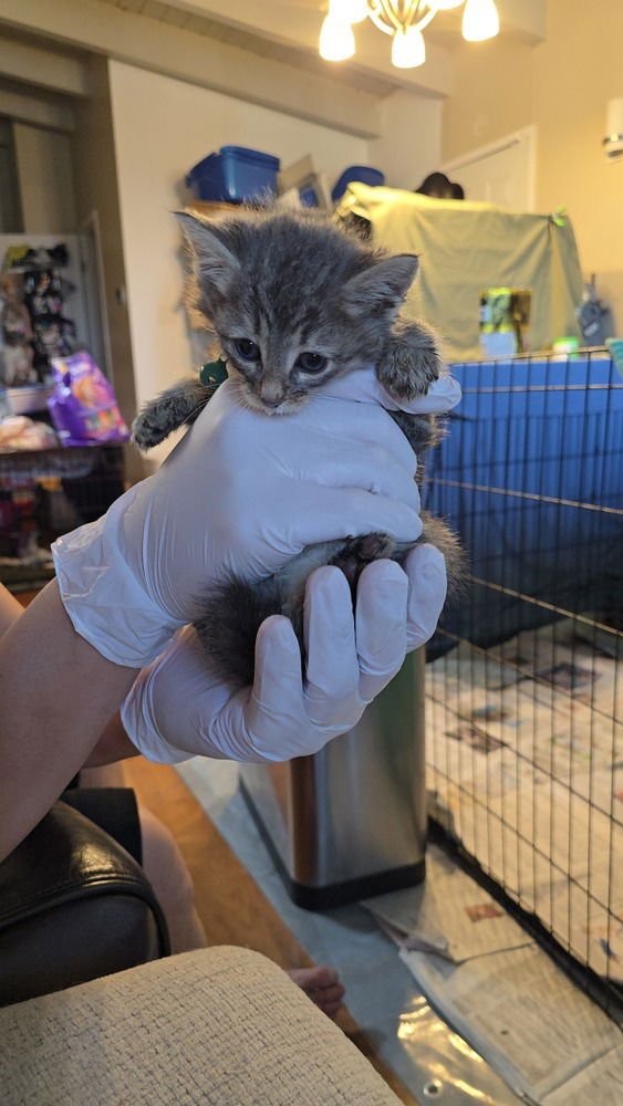 EMIRATES - Domestic Medium Hair available for adoption