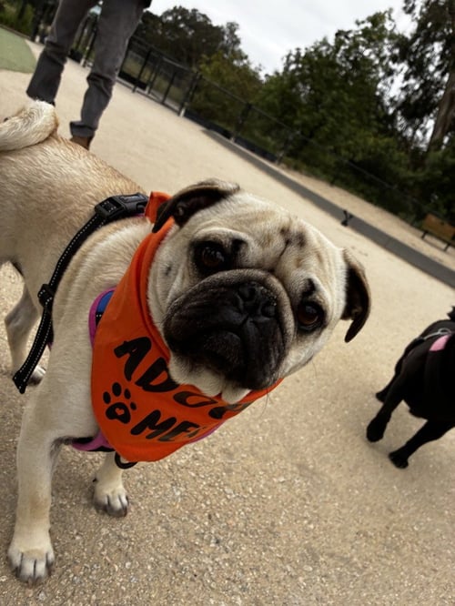 JERRY - Pug available for adoption