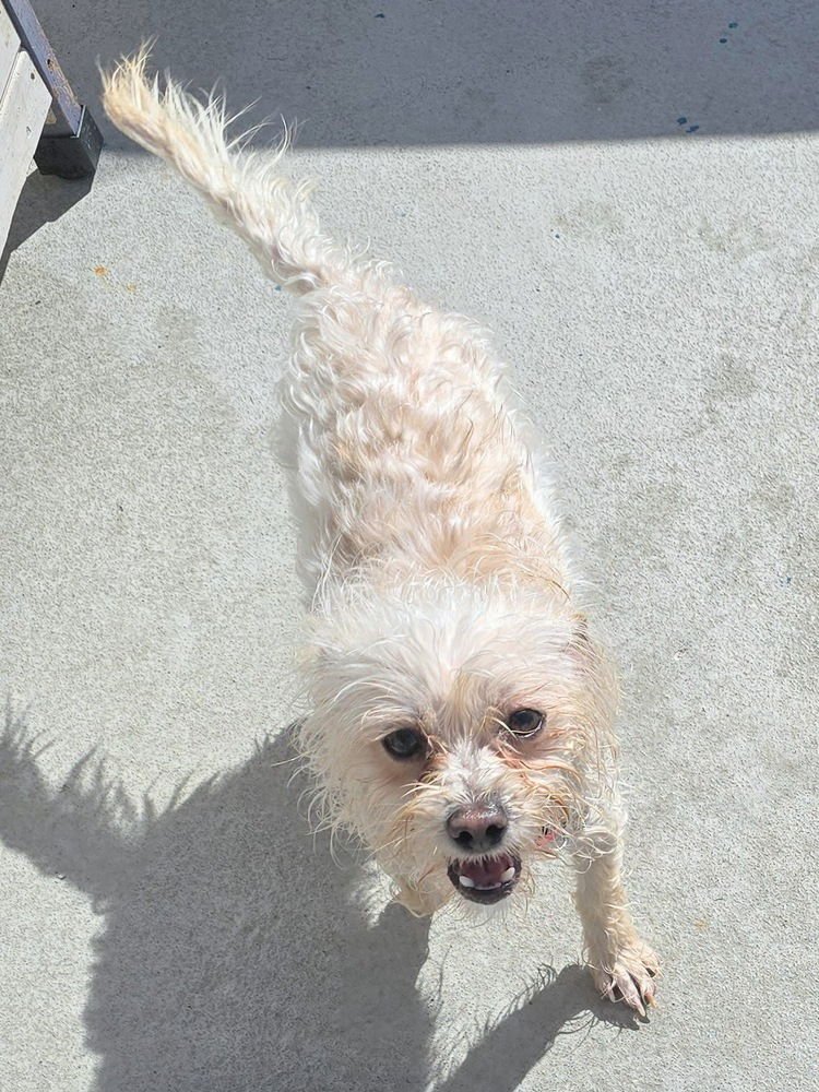 WHITNEY HOUSTON - Silky Terrier / Yorkshire Terrier Yorkie available for adoption