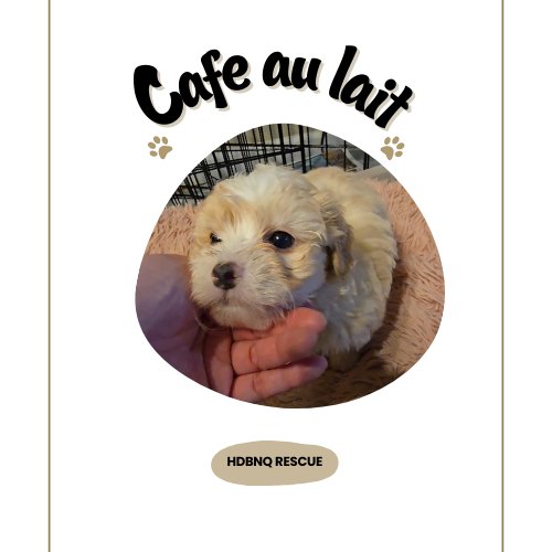 BILLIE - Poodle (Miniature) / Maltese available for adoption