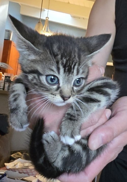 FRIEZA - Domestic Long Hair for adoption in San Francisco