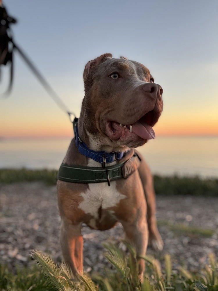 DUCKY - Cane Corso Mastiff / Pit Bull Terrier available for adoption