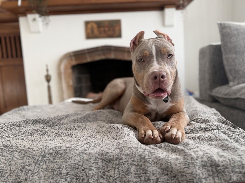 DUCKY - Cane Corso Mastiff / Pit Bull Terrier available for adoption