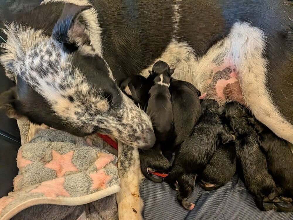 APPA - Terrier available for adoption