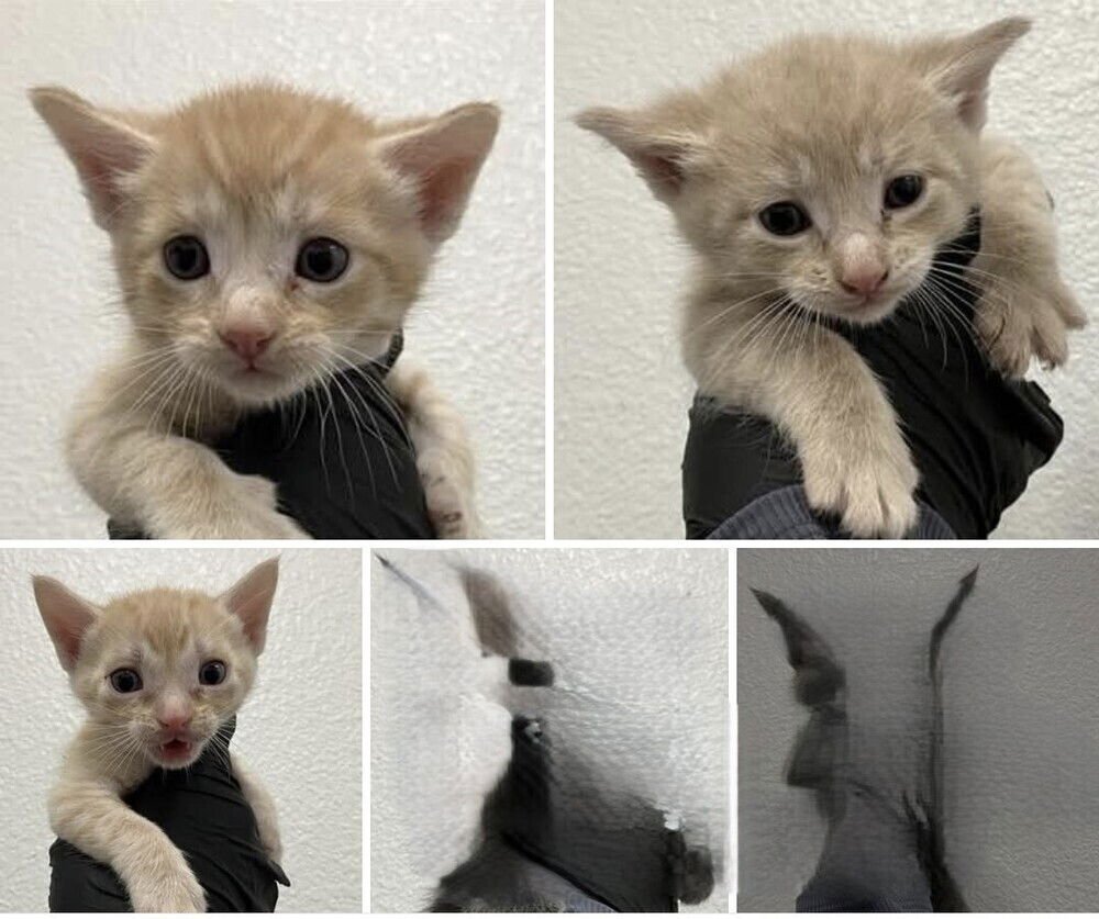 KOUIGN AMANN - Domestic Short Hair available for adoption