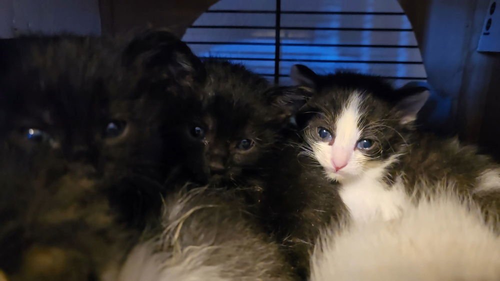 HENLEY - Domestic Short Hair available for adoption