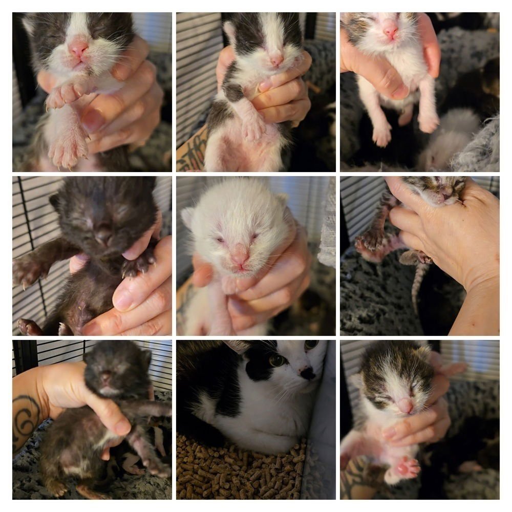 HENLEY - Domestic Short Hair available for adoption