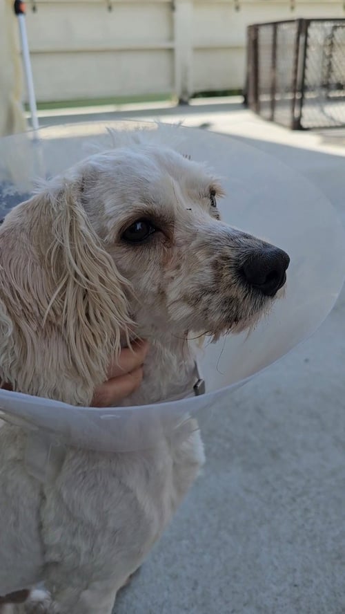 FALKOR - Maltese / Poodle (Miniature) available for adoption