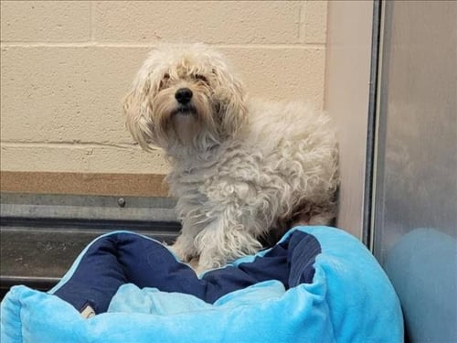 FALKOR - Maltese / Poodle (Miniature) available for adoption