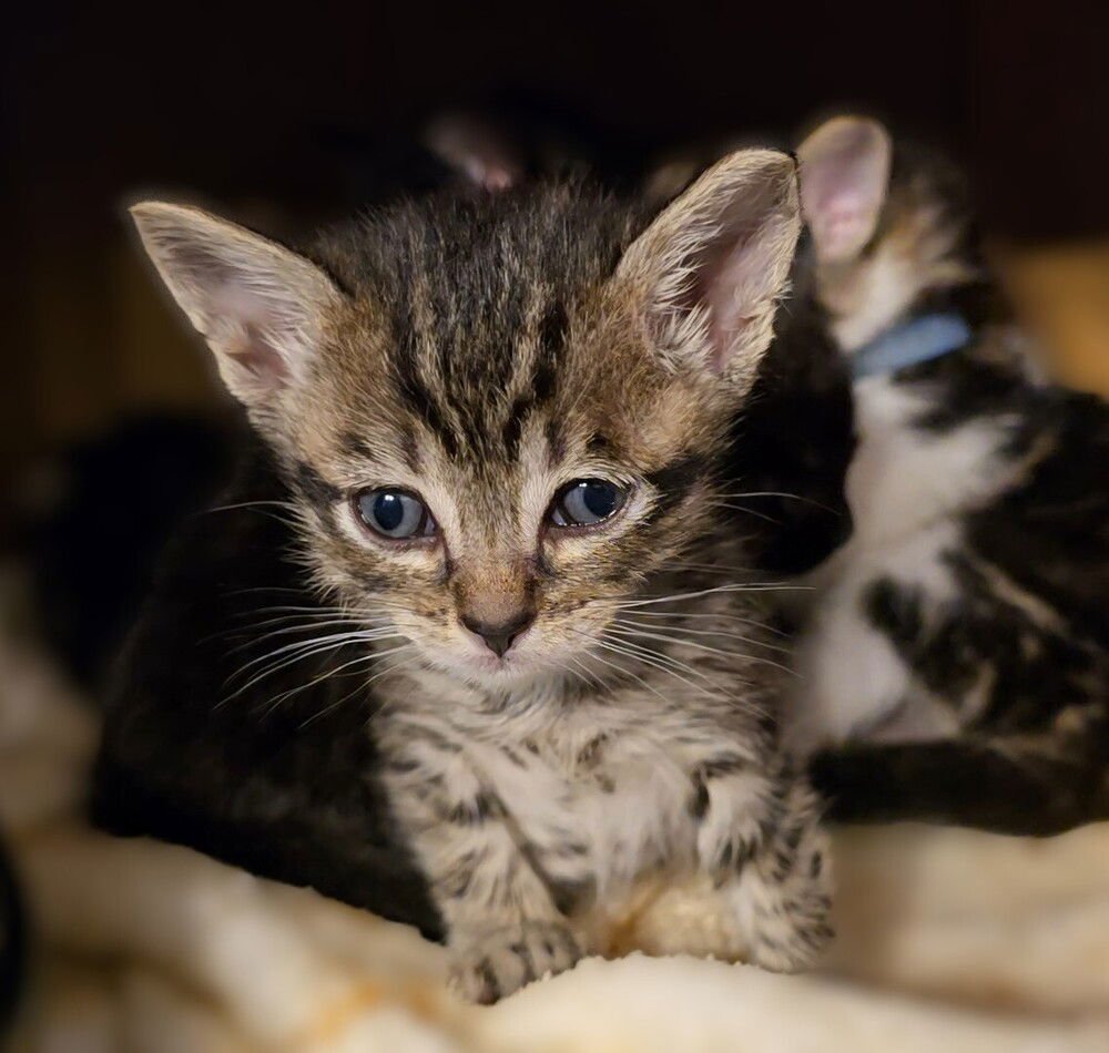 POLO SHIRT - Domestic Short Hair available for adoption