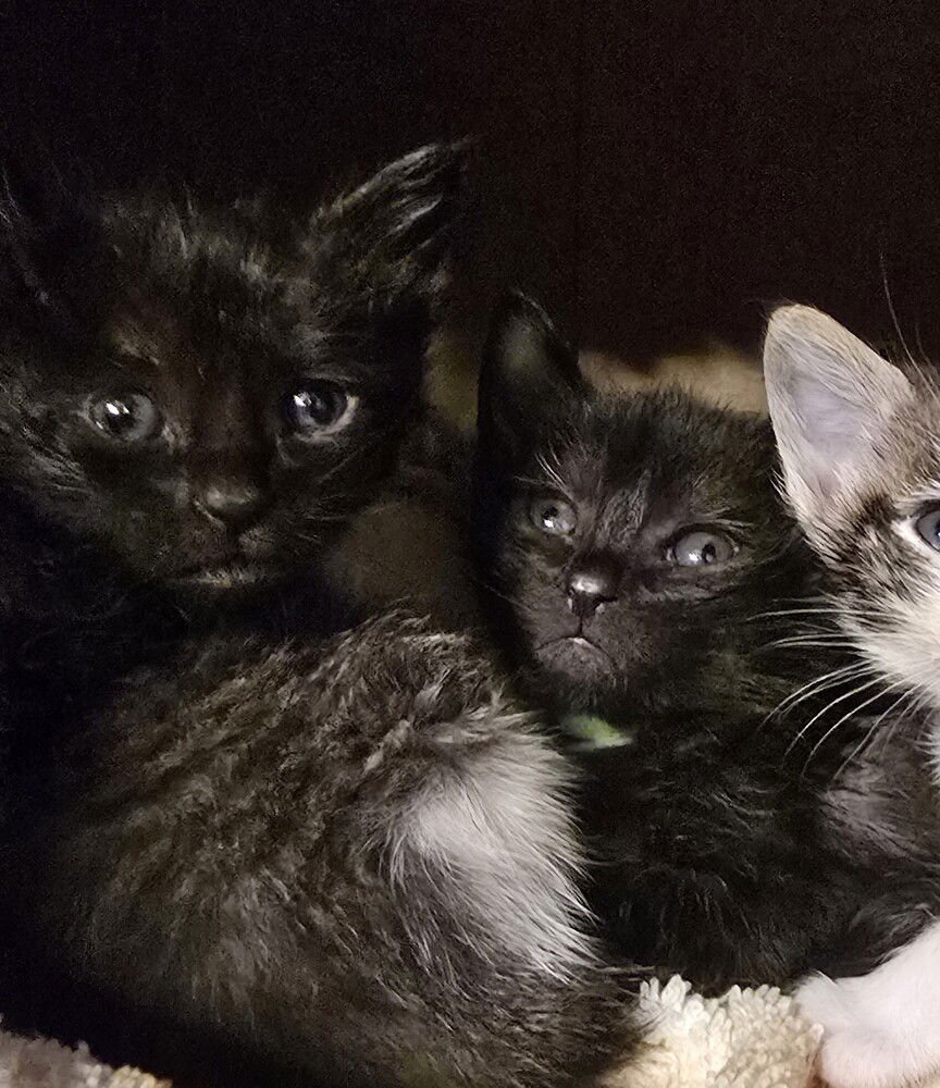 TURTLENECK - Domestic Short Hair available for adoption