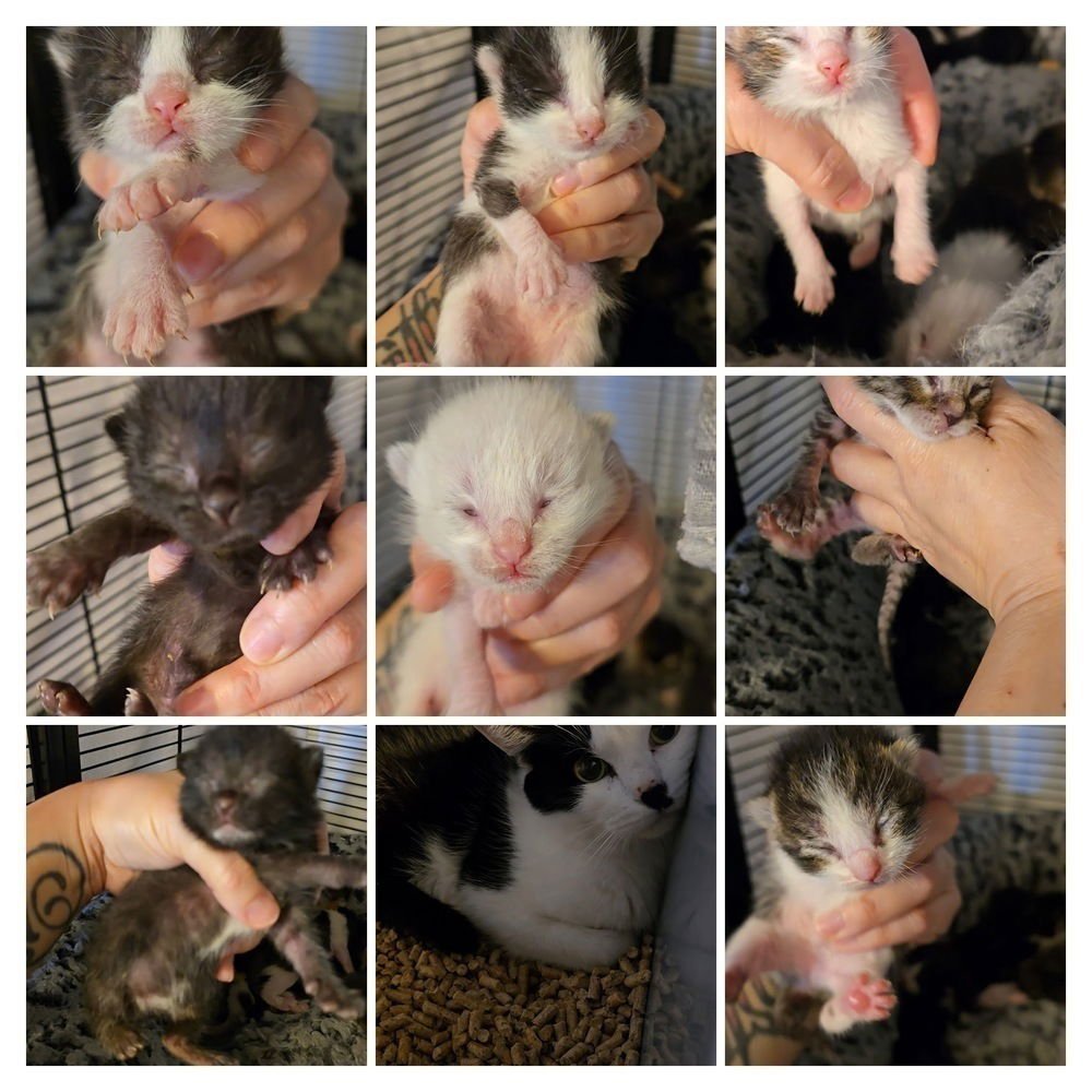 TURTLENECK - Domestic Short Hair available for adoption