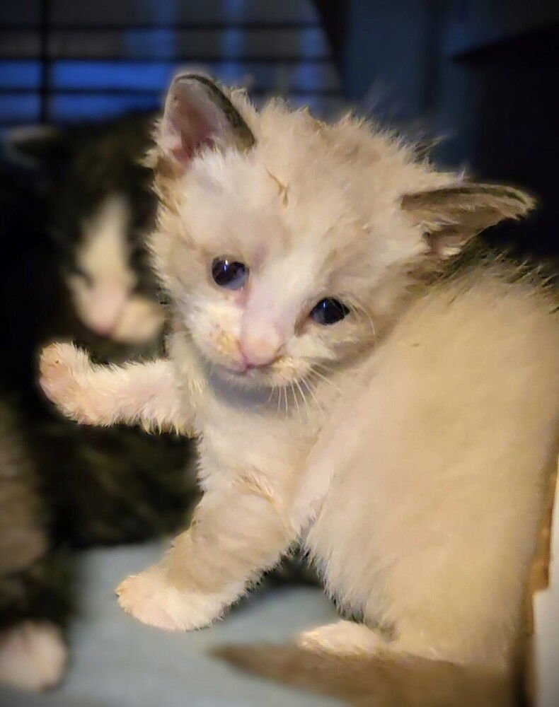 TUNIC - Siamese available for adoption