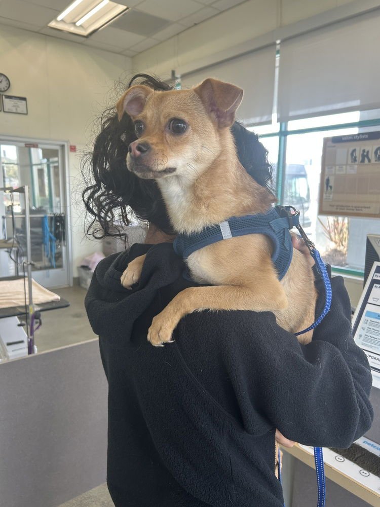 COOKIE - Pug / Chihuahua available for adoption