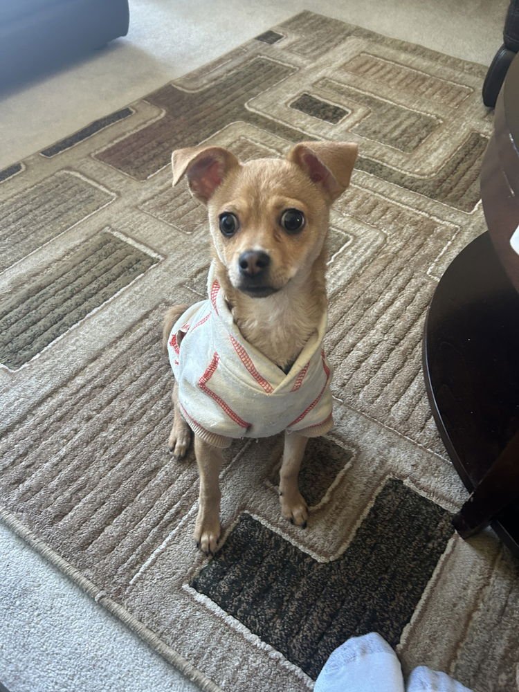 COOKIE - Pug / Chihuahua available for adoption