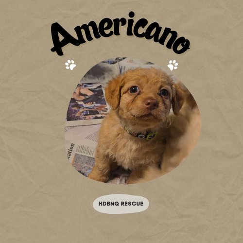 AMERICANO - Poodle (Miniature) / Maltese available for adoption