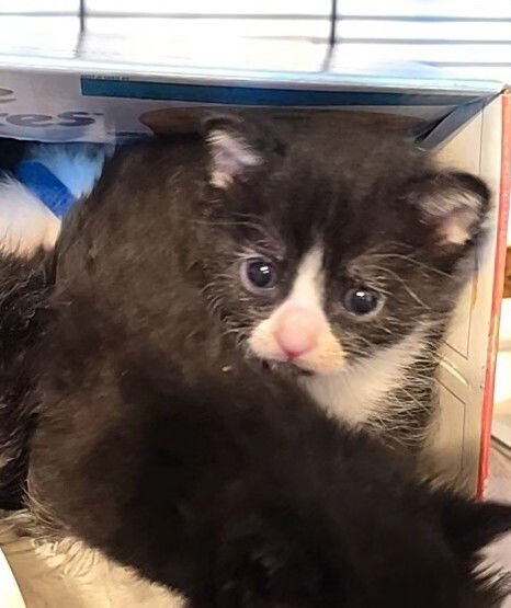 FANCY FEAST - Domestic Short Hair available for adoption