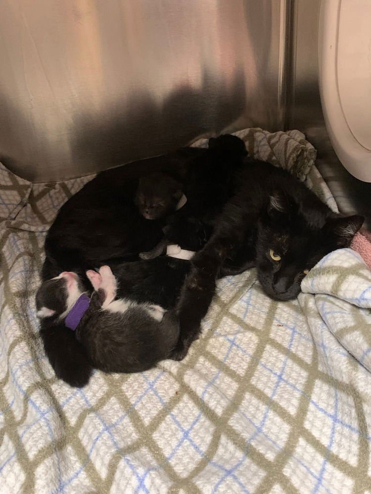 FANCY FEAST - Domestic Short Hair available for adoption