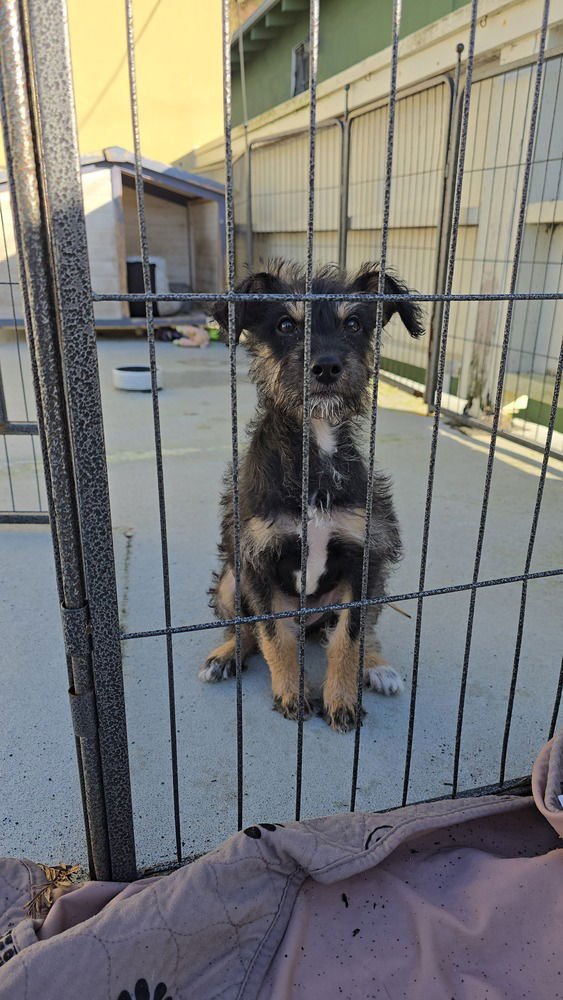 BENITO - Schnauzer / Maltese available for adoption