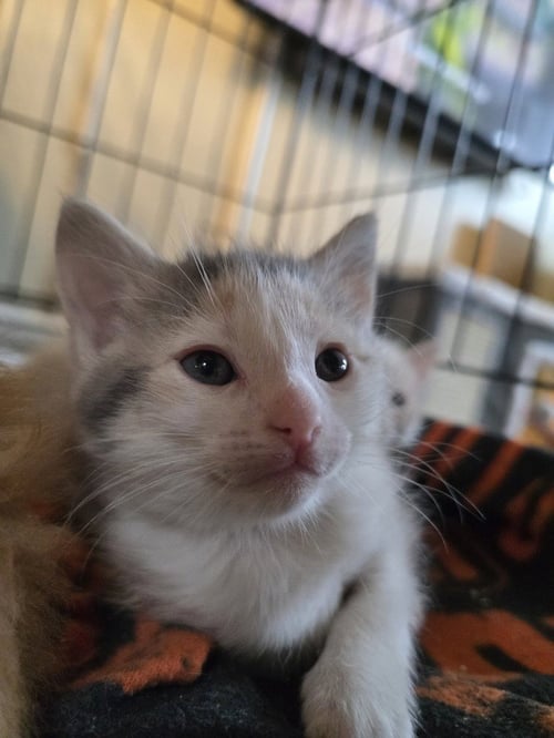 RAINBOW DASH - Domestic Medium Hair available for adoption