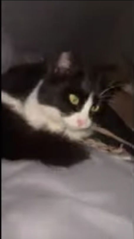 KATYA - Maine Coon / Ragamuffin available for adoption