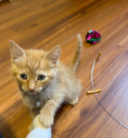 INFERNO - Domestic Short Hair for adoption in San Francisco