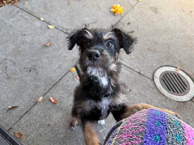 BENITO - Schnauzer / Border Terrier available for adoption