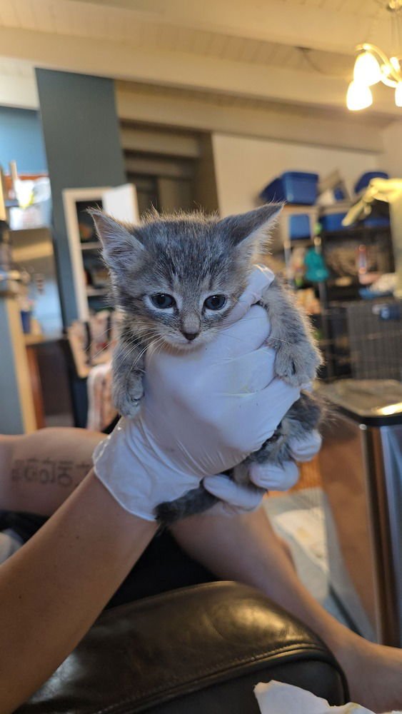 ALL NIPPON AIRWAYS - Domestic Medium Hair available for adoption