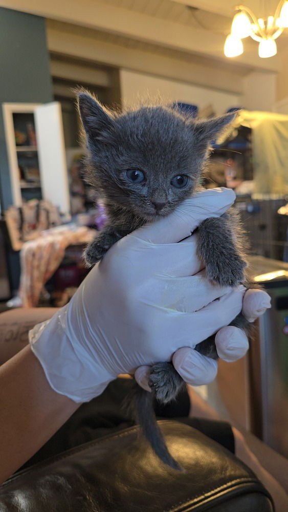 VIRGIN ATLANTIC - Domestic Medium Hair / Russian Blue available for adoption