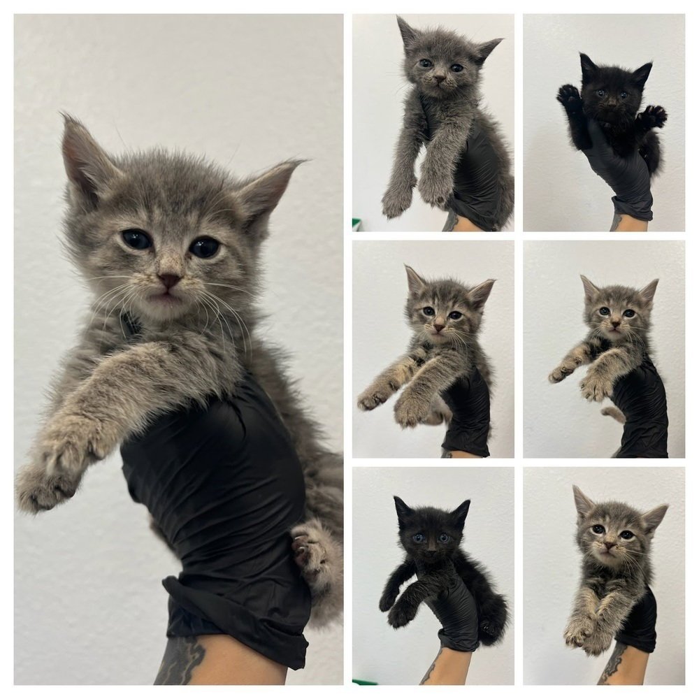 VIRGIN ATLANTIC - Domestic Medium Hair / Russian Blue available for adoption