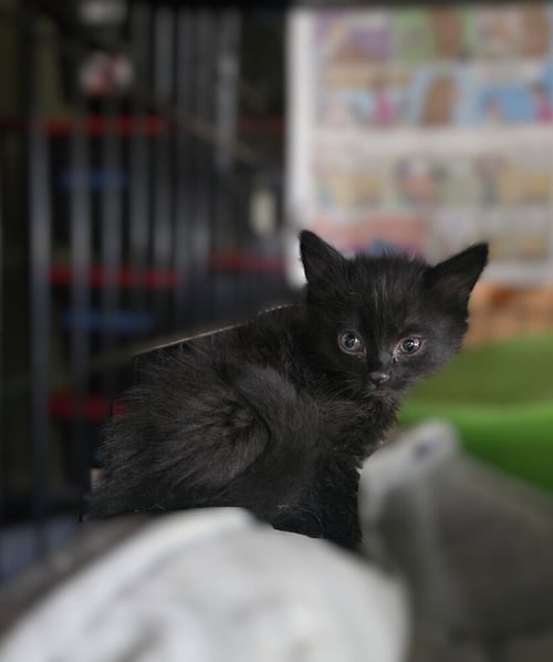 WILL I AM - Domestic Long Hair / Maine Coon available for adoption