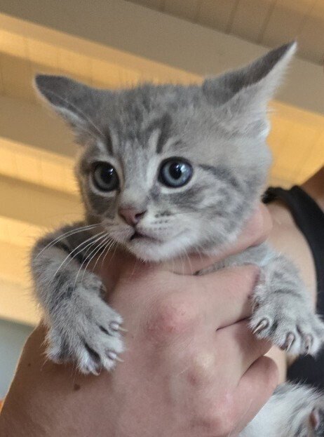 BULMA BRIEFS - Domestic Long Hair for adoption in San Francisco