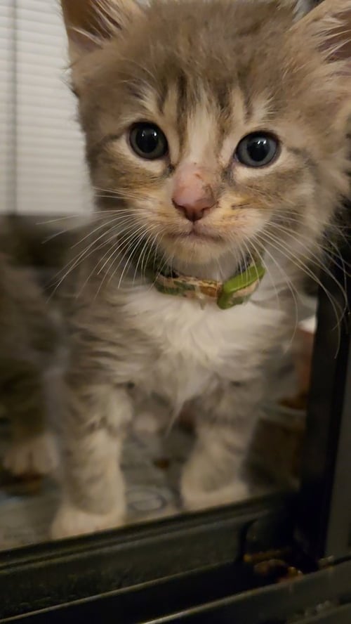 OSSO BUCO - Maine Coon / Domestic Long Hair available for adoption