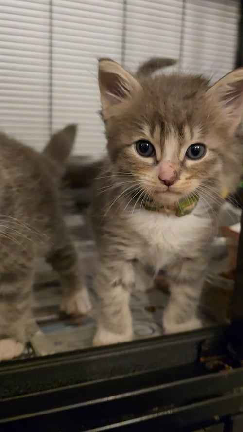 OSSO BUCO - Maine Coon / Domestic Long Hair available for adoption