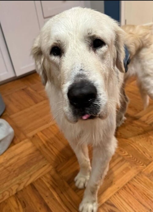 JACK - Golden Retriever / Great Pyrenees available for adoption