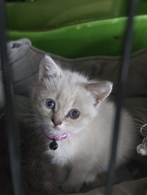 FERGIE - Siamese available for adoption