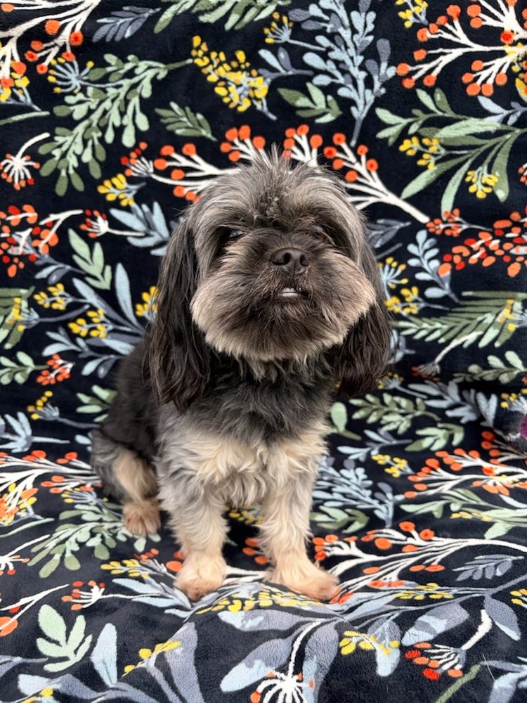 ROCCO - Shih Tzu / Dachshund available for adoption