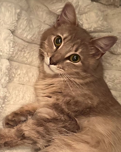 MARINARA - Maine Coon / Domestic Long Hair available for adoption