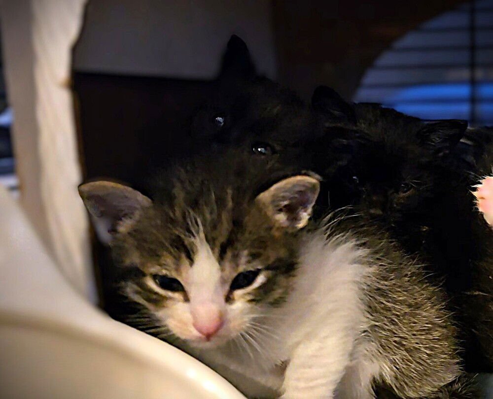 TSHIRT - Domestic Short Hair available for adoption