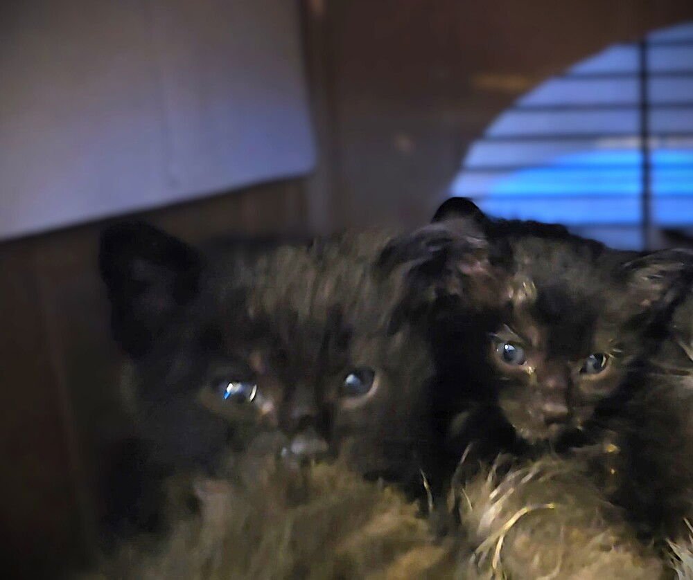 CROP TOP - Domestic Short Hair available for adoption