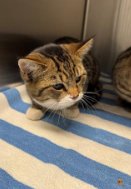 BERT - American Shorthair / British Shorthair available for adoption