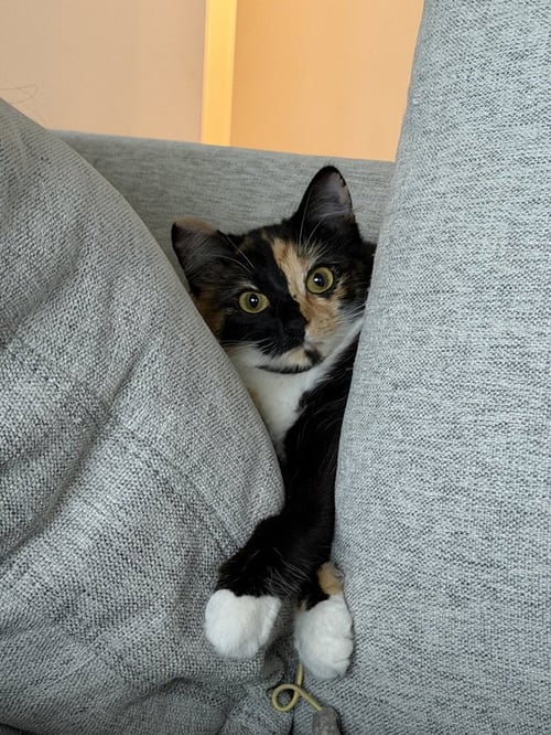 YUZU - Domestic Long Hair / Maine Coon available for adoption