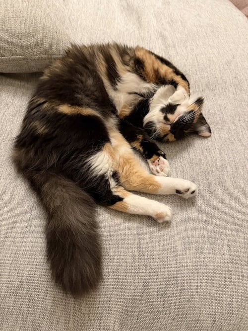 YUZU - Domestic Long Hair / Maine Coon available for adoption