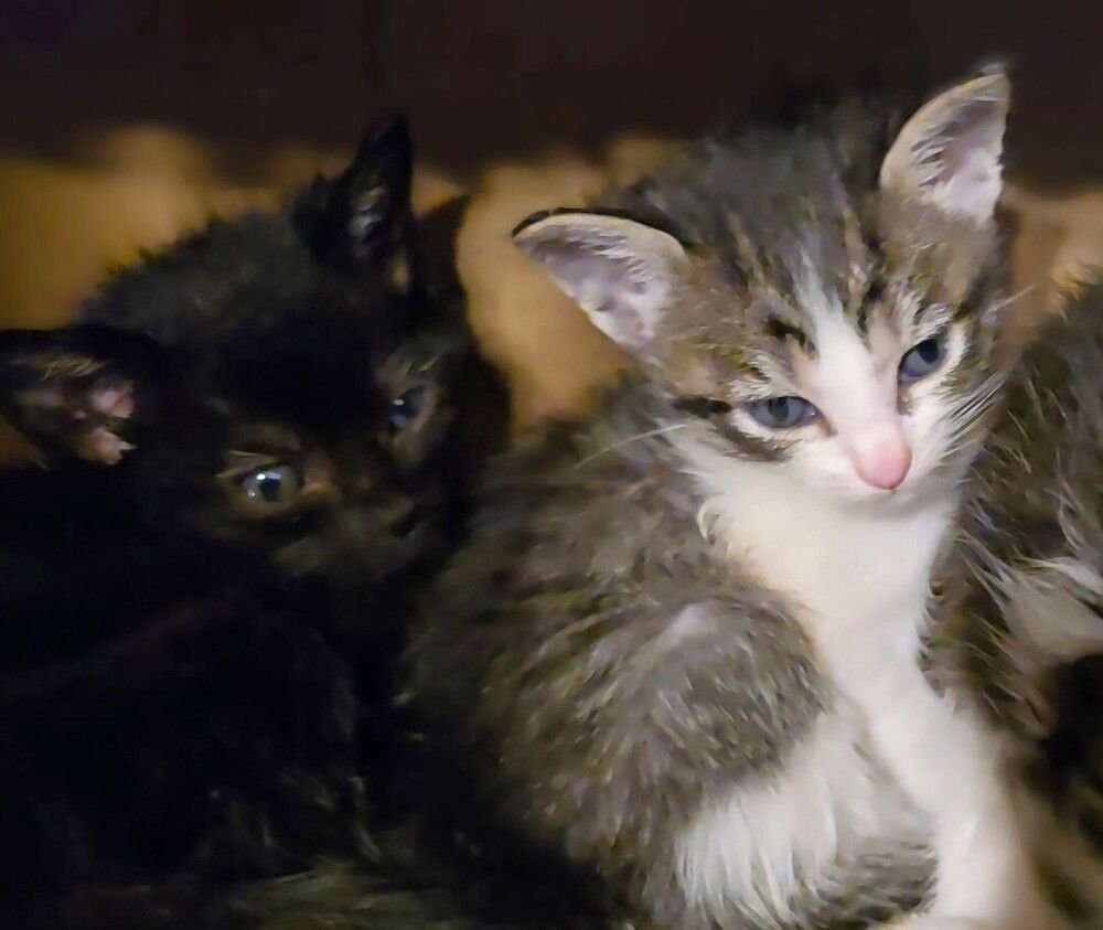 FRISKIES - Domestic Short Hair available for adoption