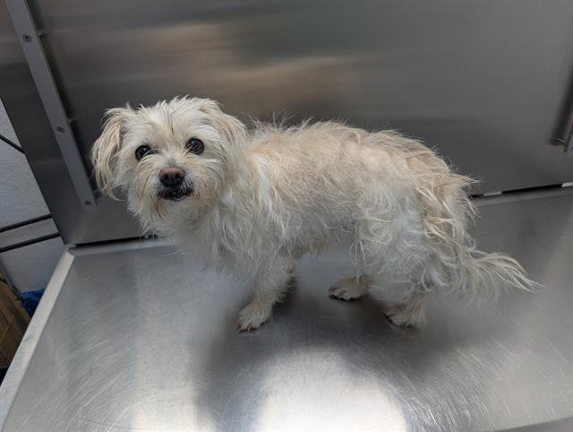 TOASTY - West Highland White Terrier Westie / Maltese available for adoption