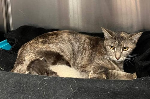 MIRANDA PRIESTLY - Domestic Short Hair available for adoption