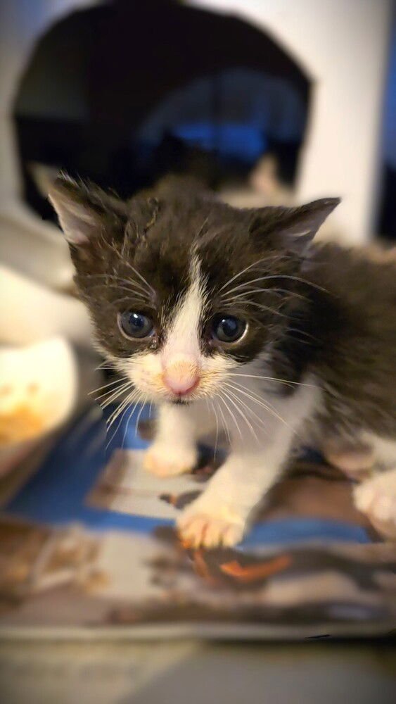 PEPLUM - Domestic Short Hair available for adoption