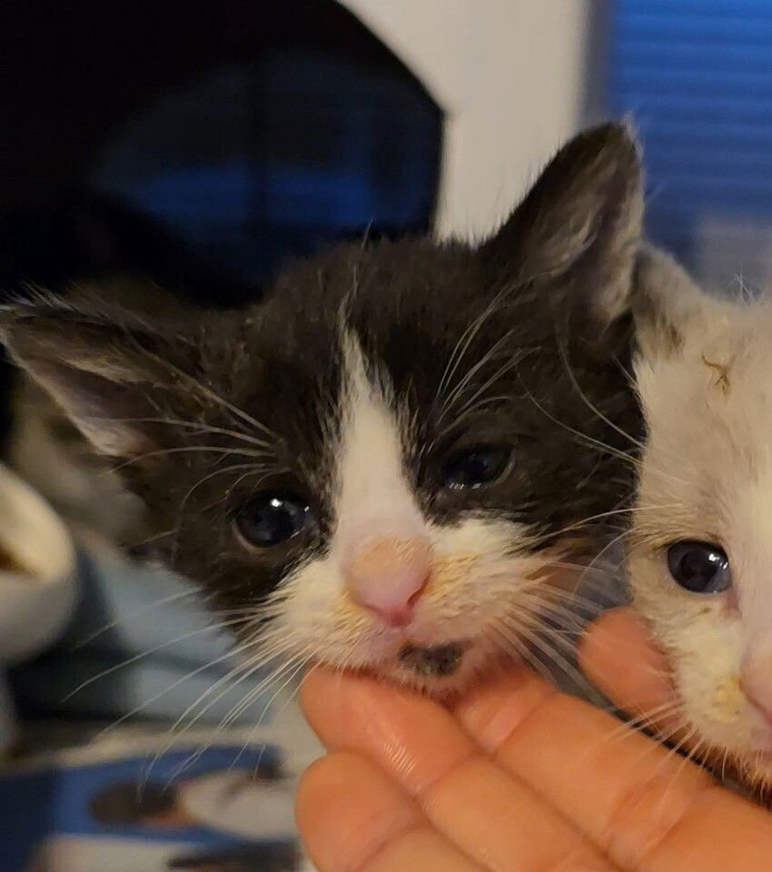 PEPLUM - Domestic Short Hair available for adoption