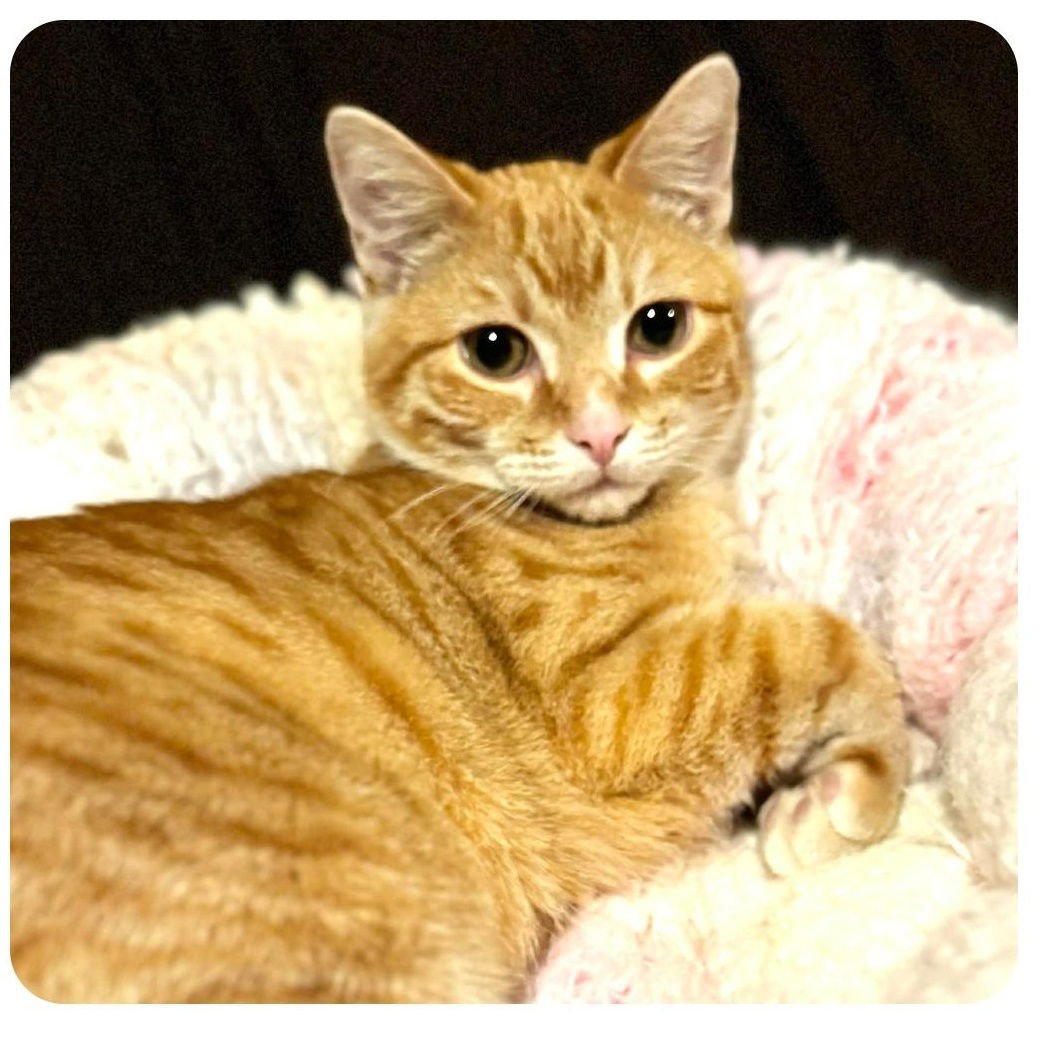 CHEETO - Domestic Short Hair available for adoption