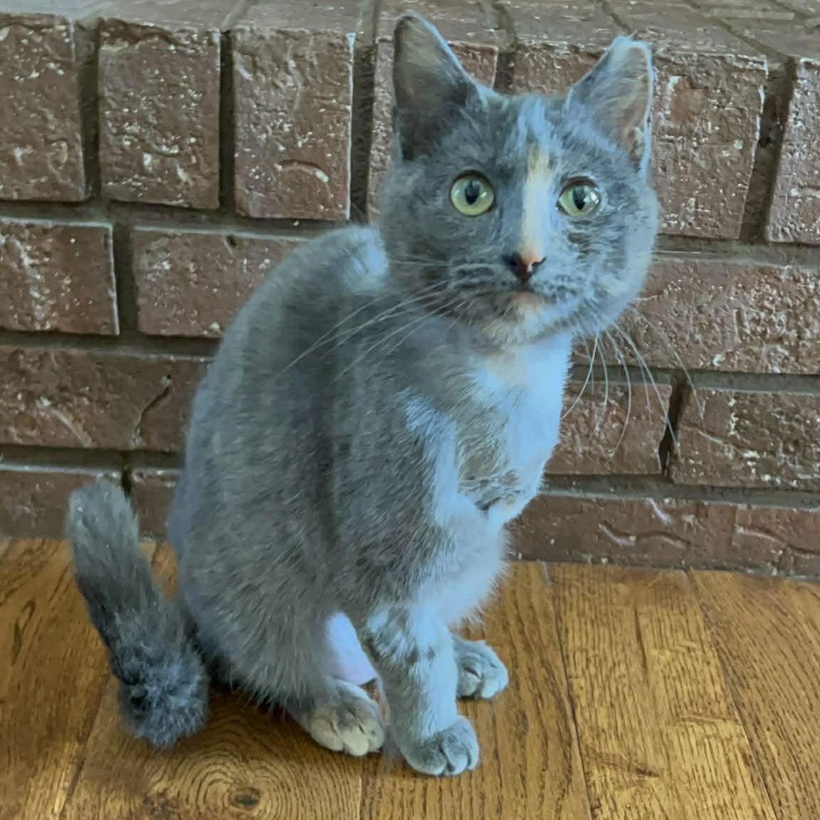 STELLA - Domestic Short Hair available for adoption